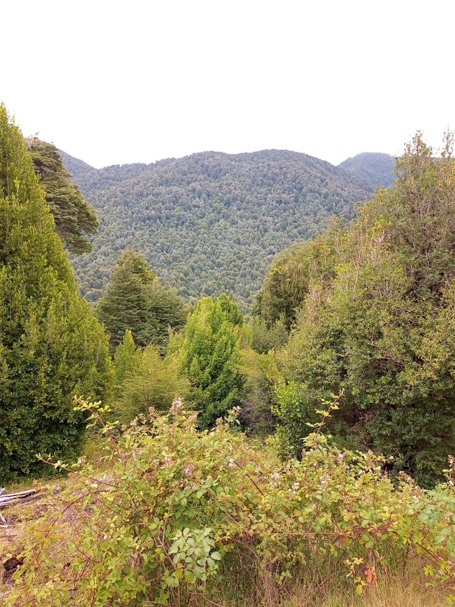 Venta Sitio Cunco - La Araucanía