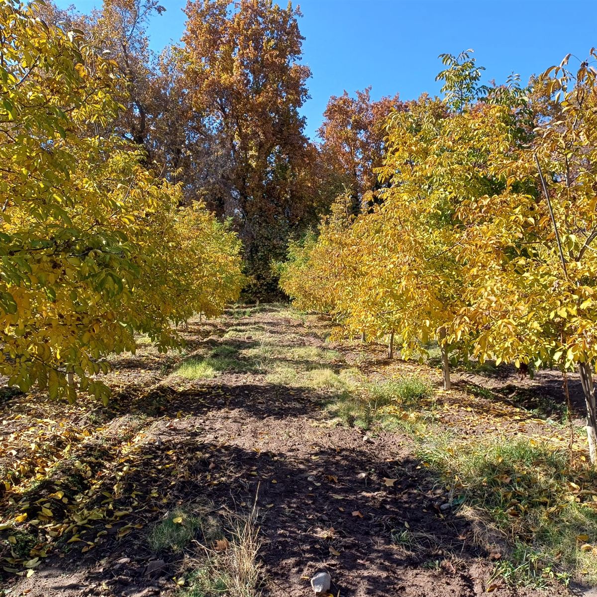 Venta Sitio Pirque - Región Metropolitana