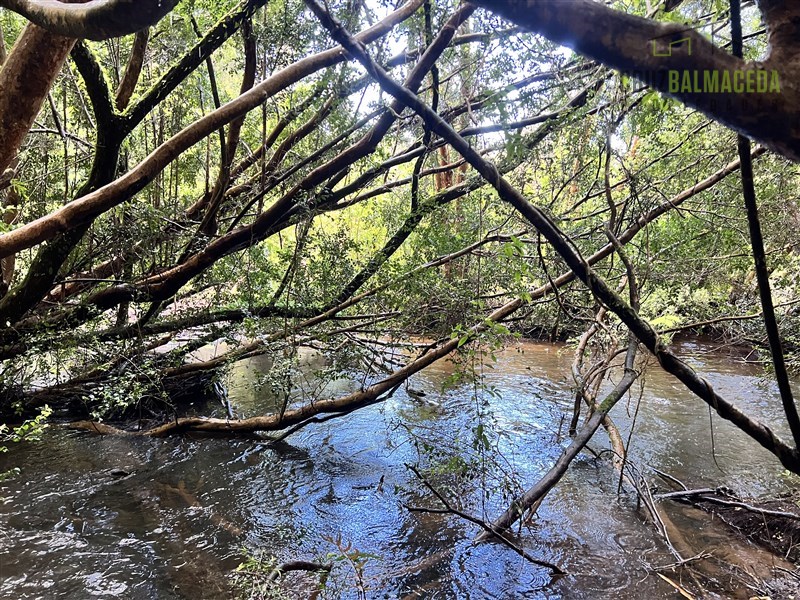 Venta Agrícola Los Muermos - Los Lagos