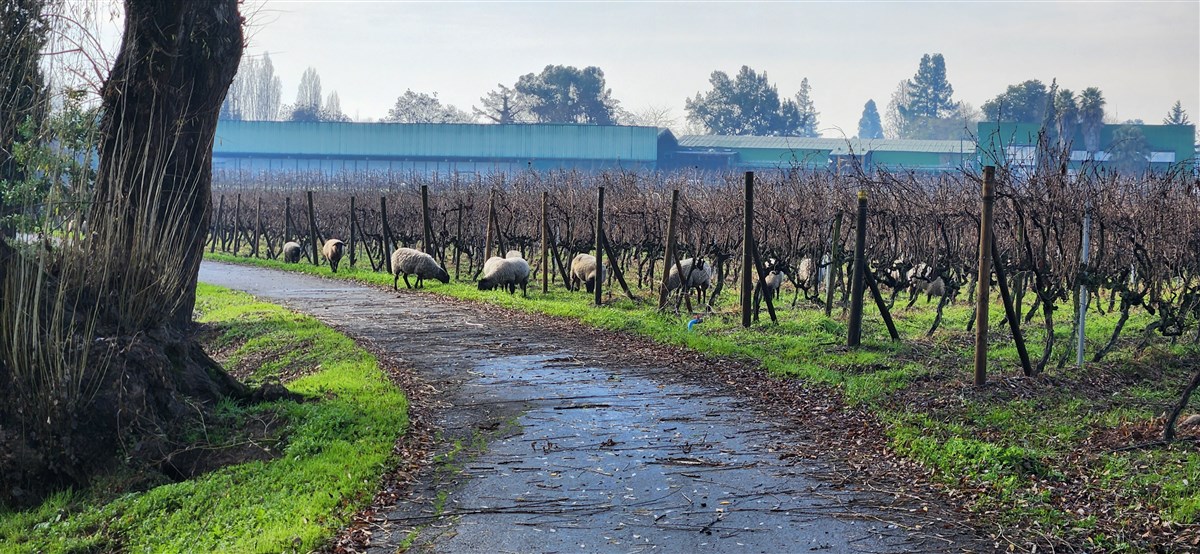 Venta Agrícola Curicó - Maule