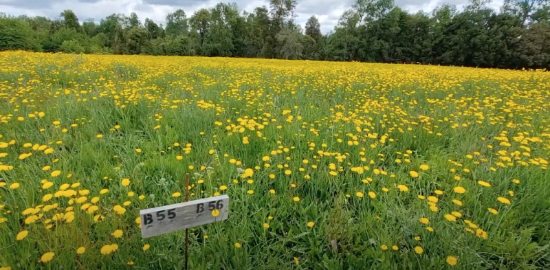 Venta Parcela Frutillar - Los Lagos