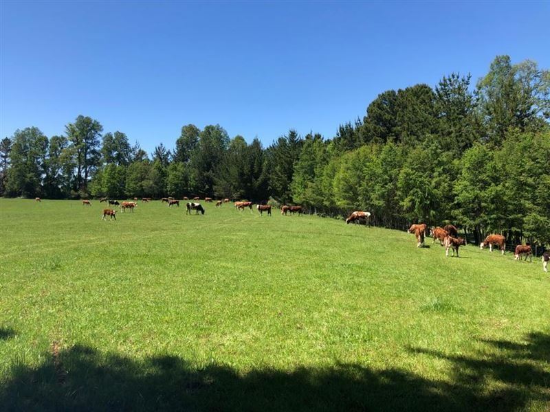 Venta Parcela Villarrica - La Araucanía