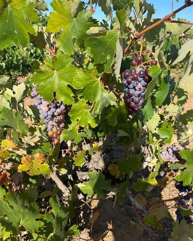 Venta Parcela Cauquenes - Maule