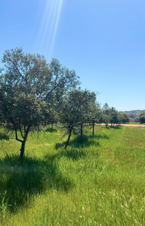 Venta Parcela Marchigüe - O'Higgins