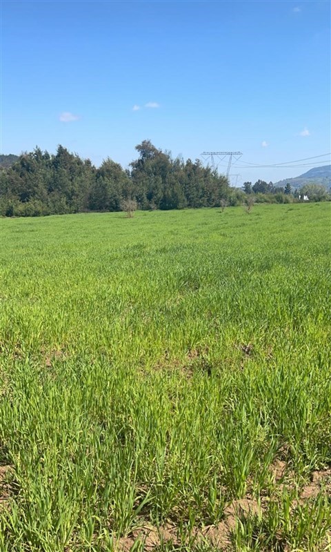 Venta Parcela Pelarco - Maule