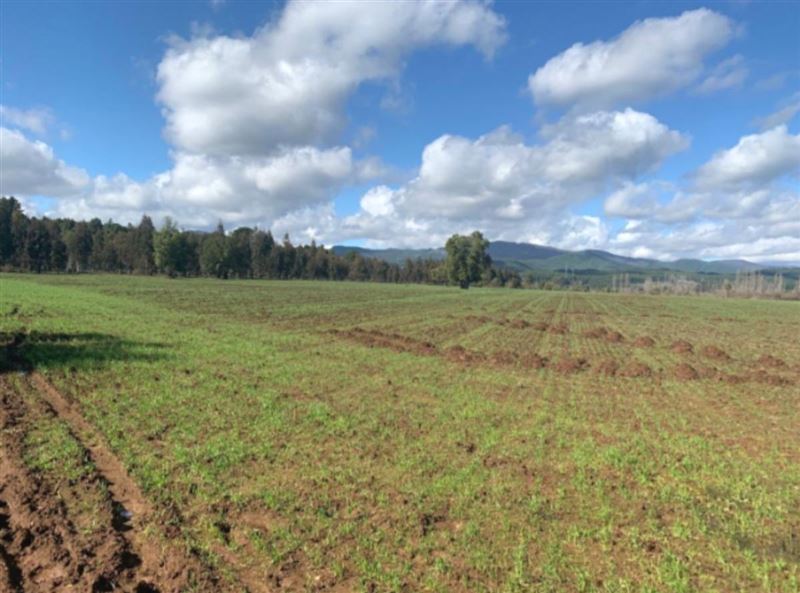 Venta Parcela Longaví - Maule
