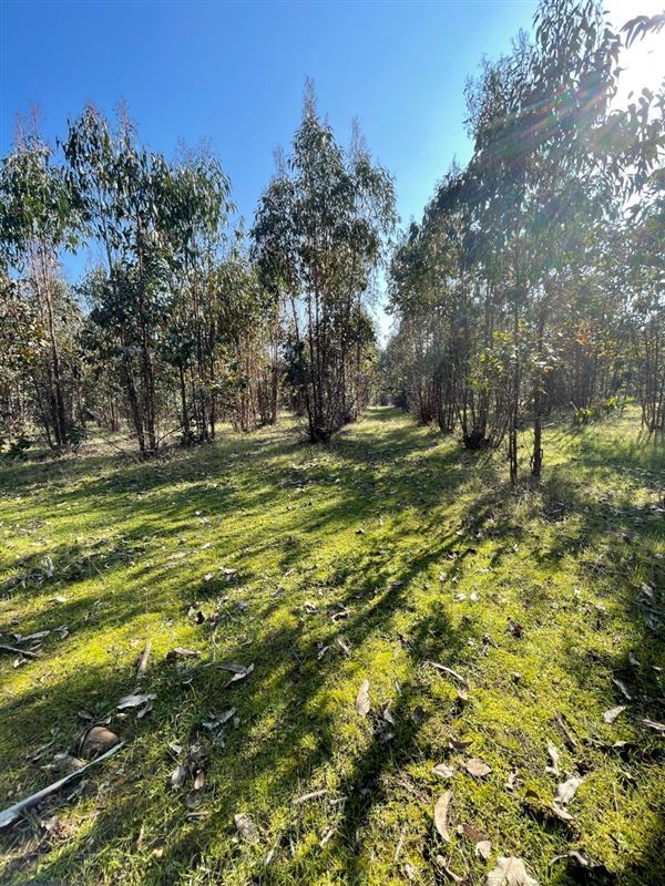 Venta Parcela Vichuquén - Maule