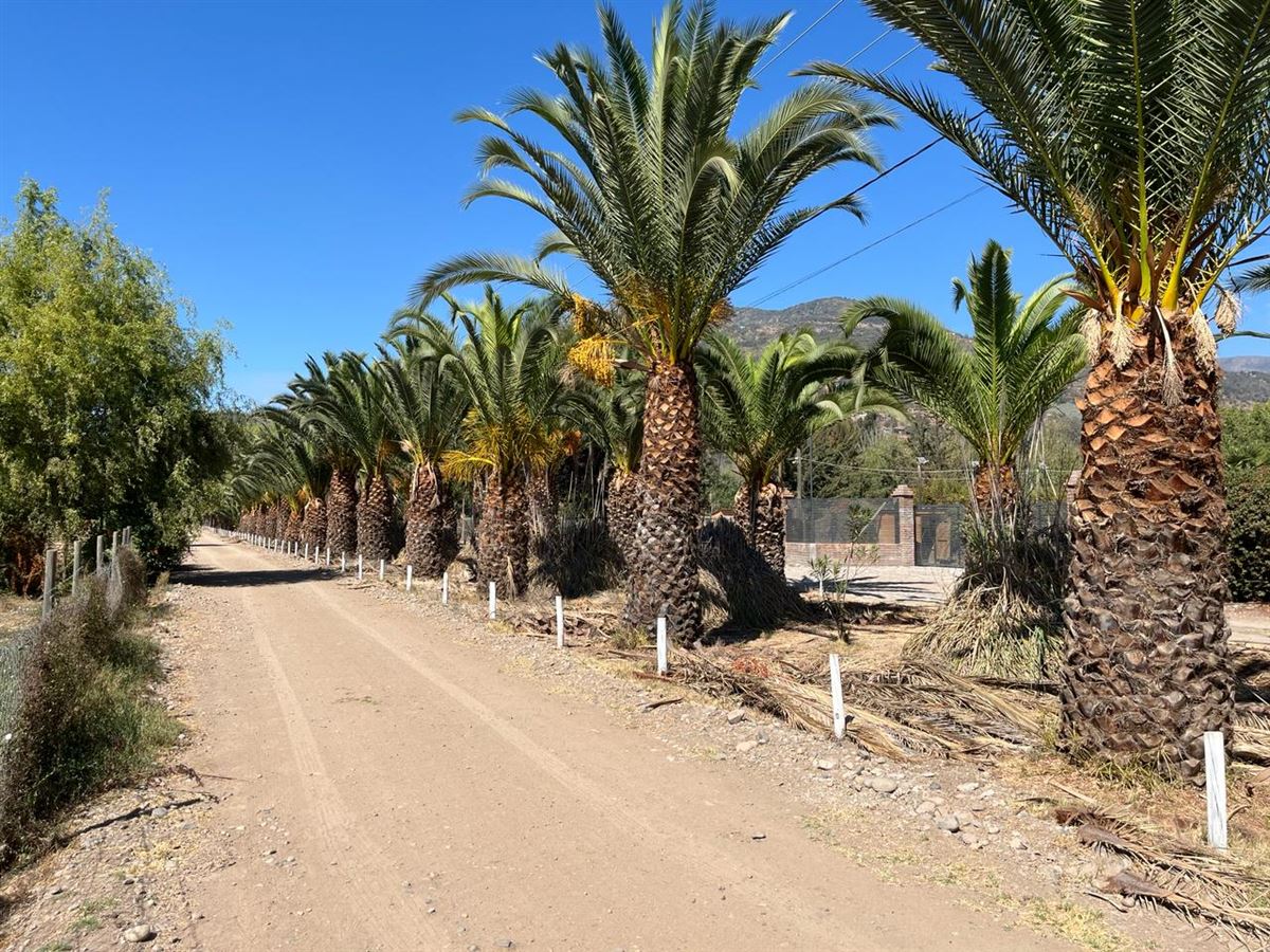 Venta Sitio Paine - Región Metropolitana