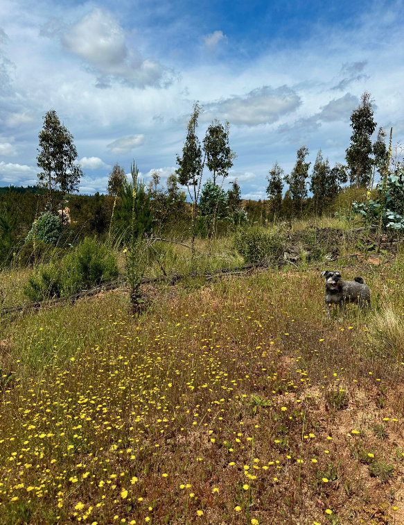 Venta Parcela Paredones - O'Higgins