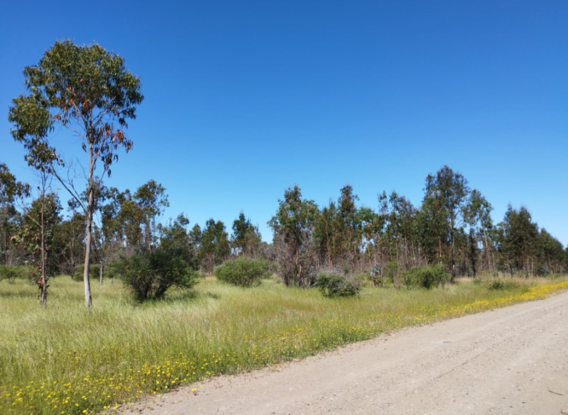 Venta Parcela Chillán - Ñuble