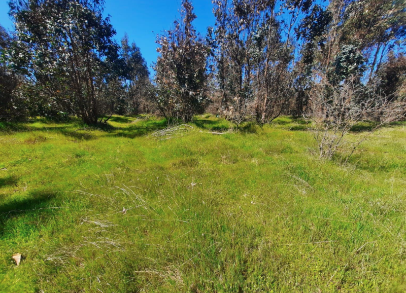 Venta Parcela San Nicolás - Ñuble