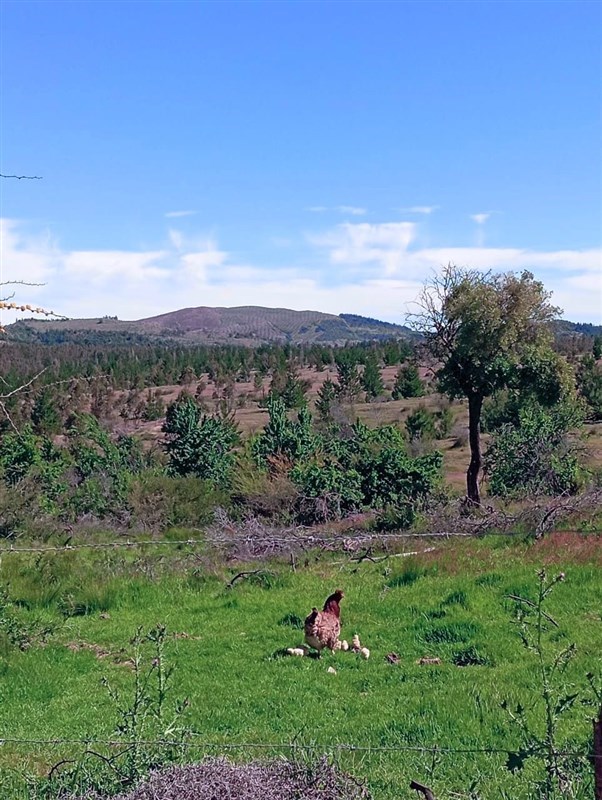 Venta Parcela Cauquenes - Maule