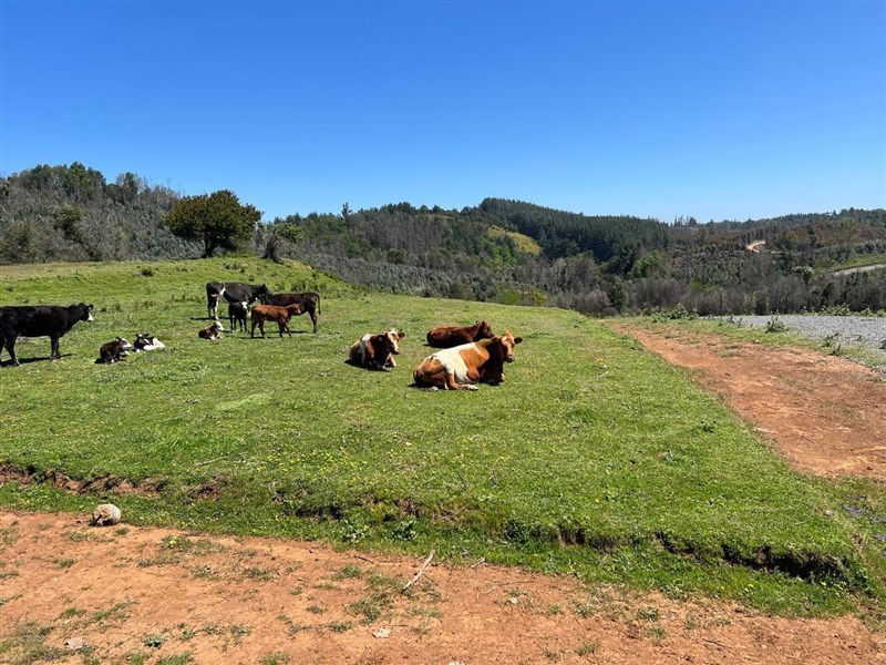 Venta Parcela Tomé - Biobío