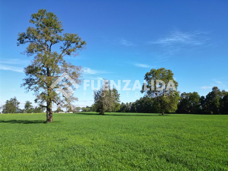 Venta Parcela Purranque - Los Lagos