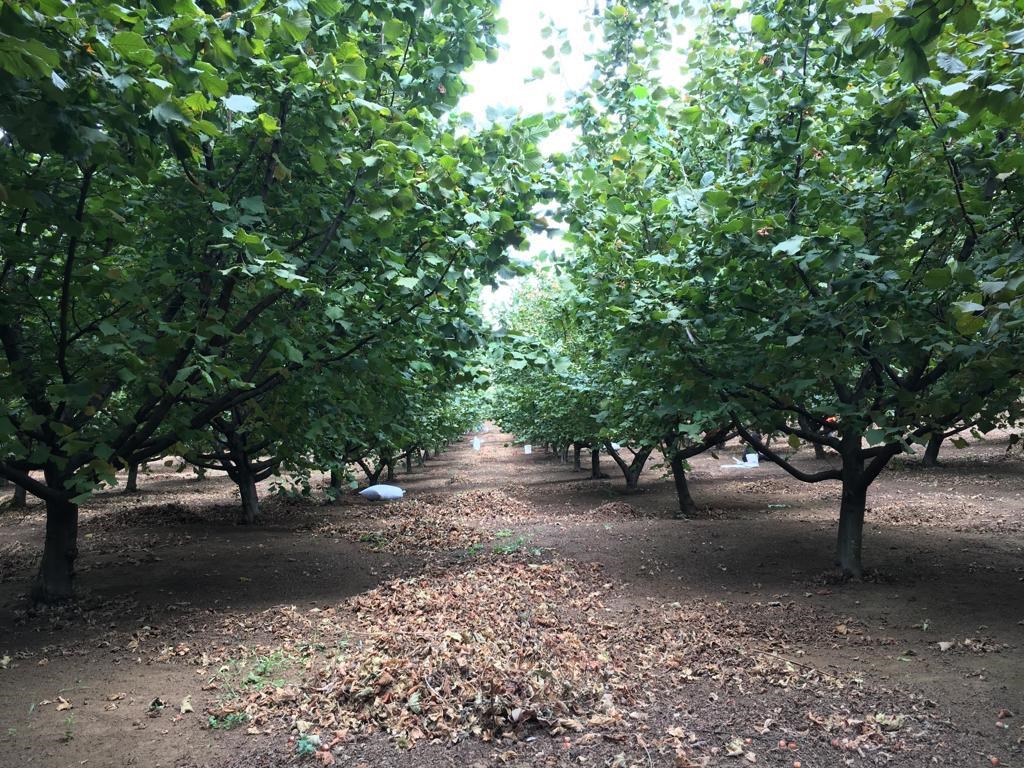 Venta Agrícola Gorbea - La Araucanía