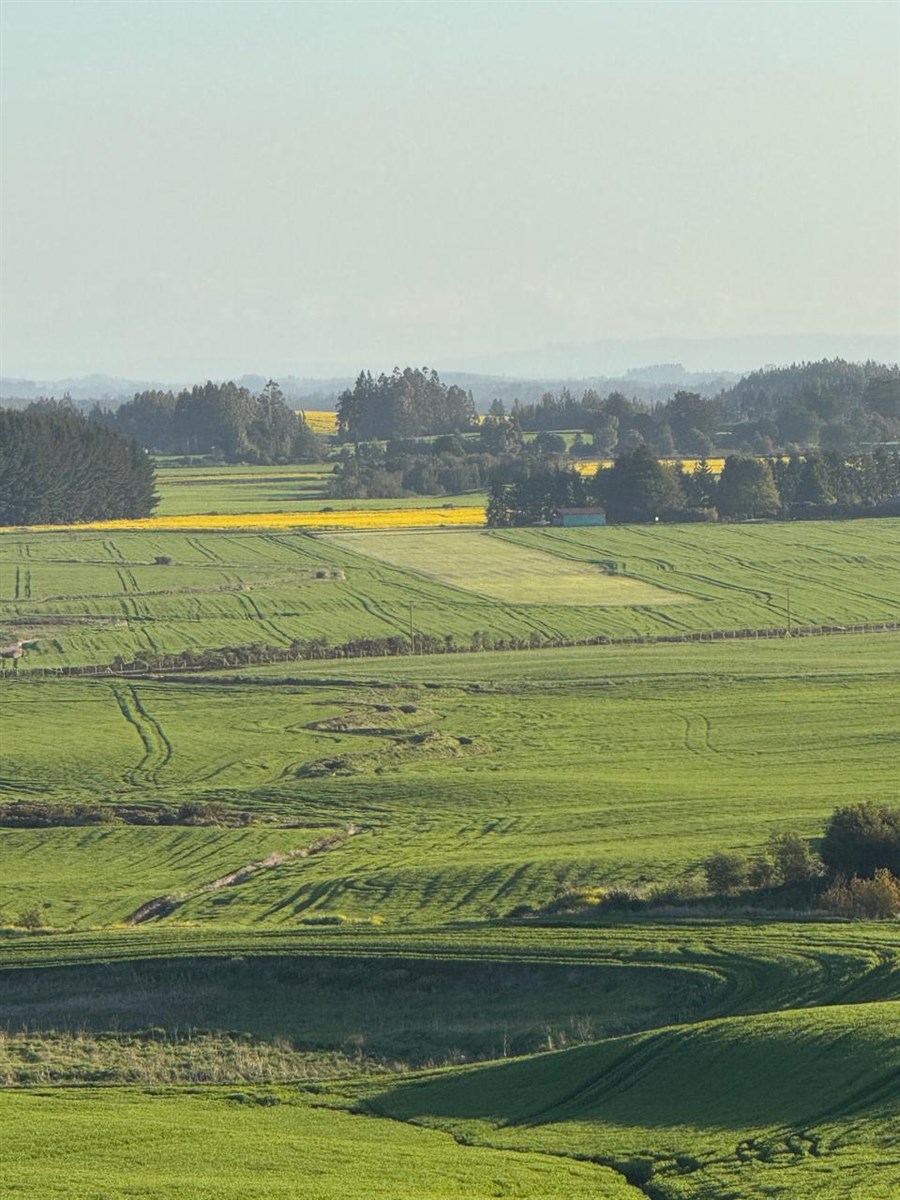 Venta Agrícola Traiguén - La Araucanía