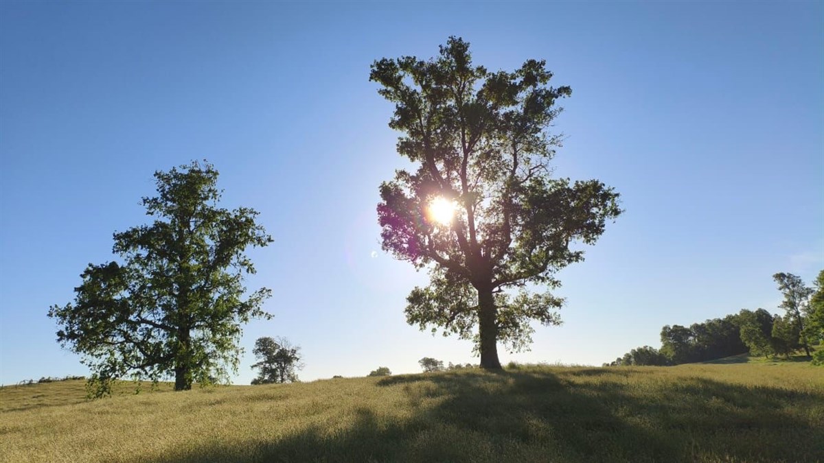 Venta Sitio Los Muermos - Los Lagos