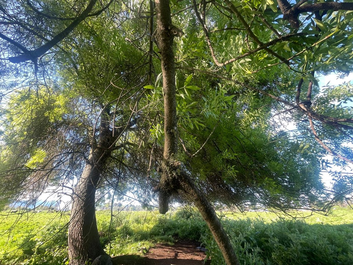 Venta Parcela Teno - Maule
