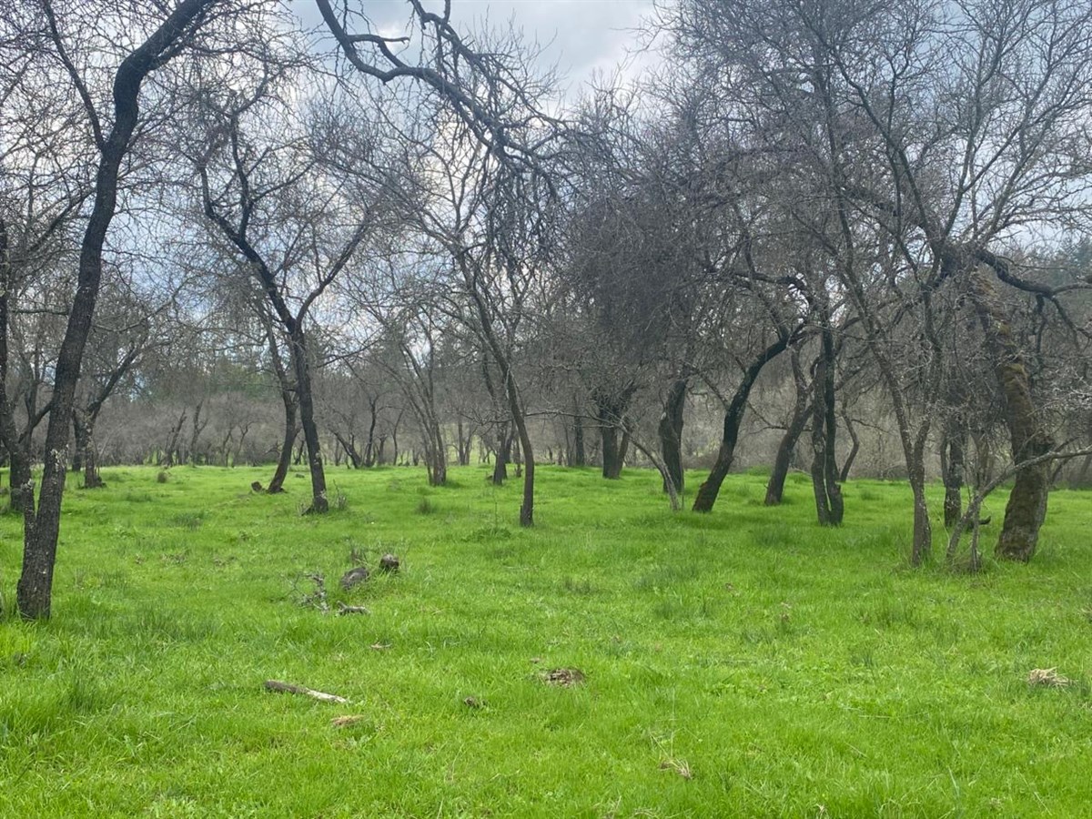 Venta Parcela Maule - Maule