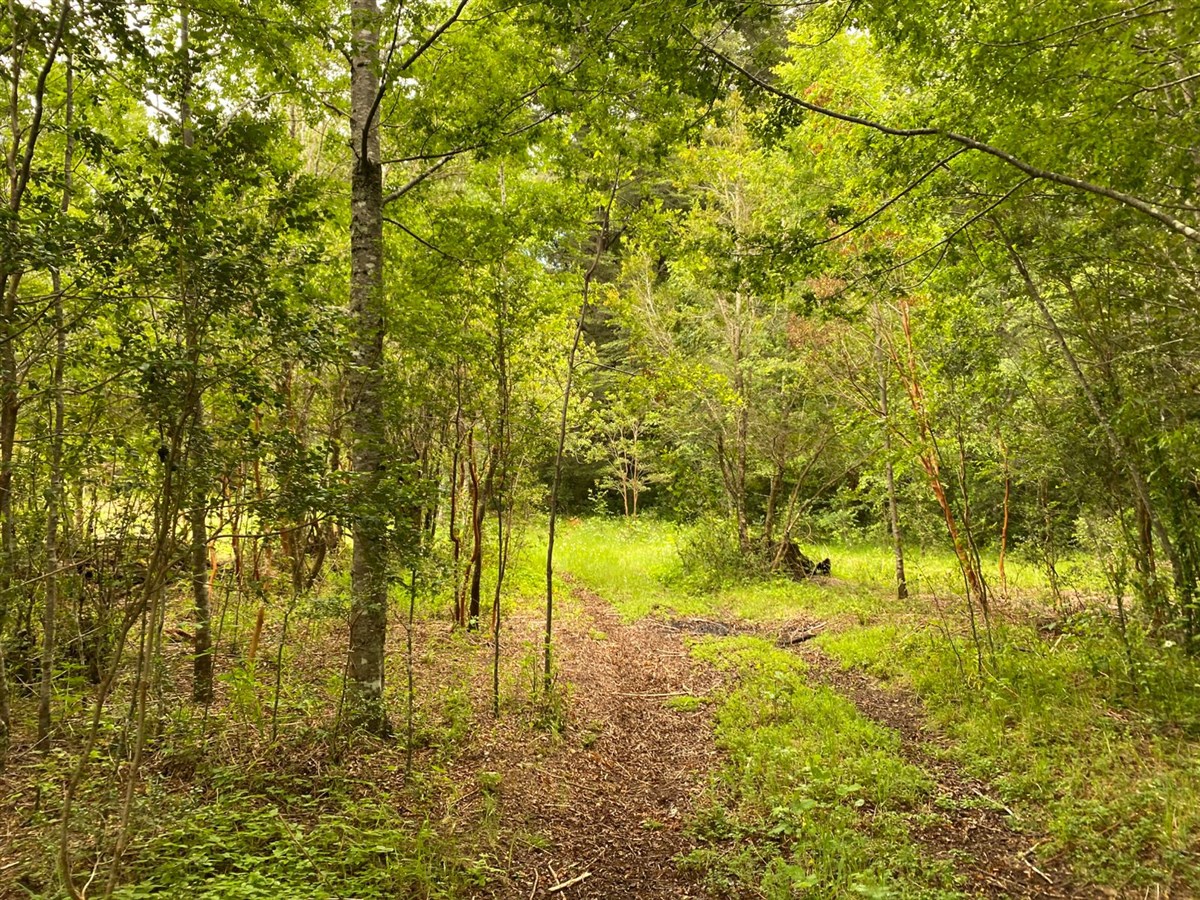 Venta Parcela Pucón - La Araucanía