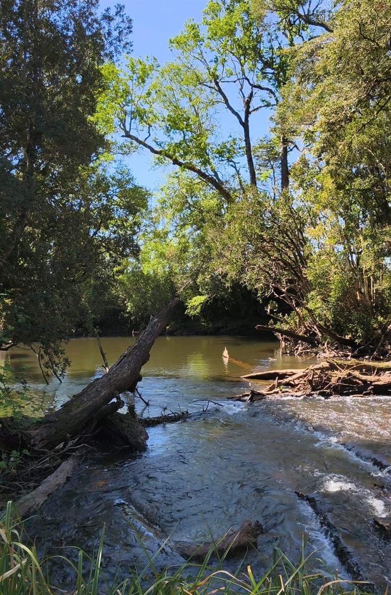 Venta Parcela Fresia - Los Lagos