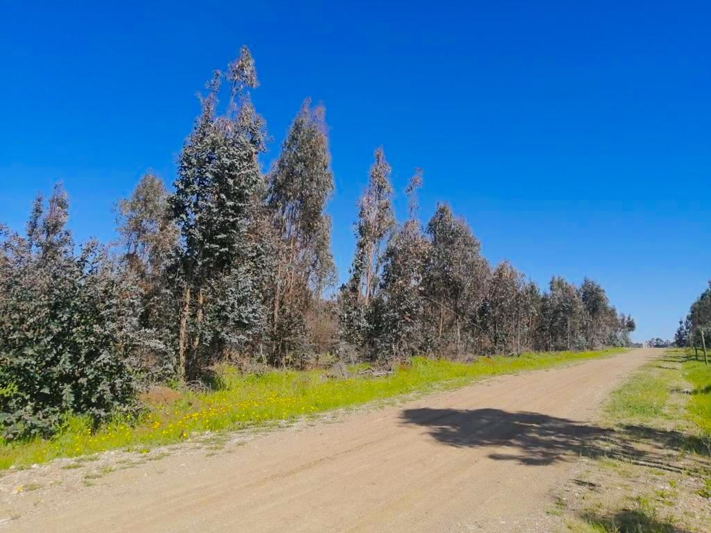 Venta Parcela Chillán - Ñuble