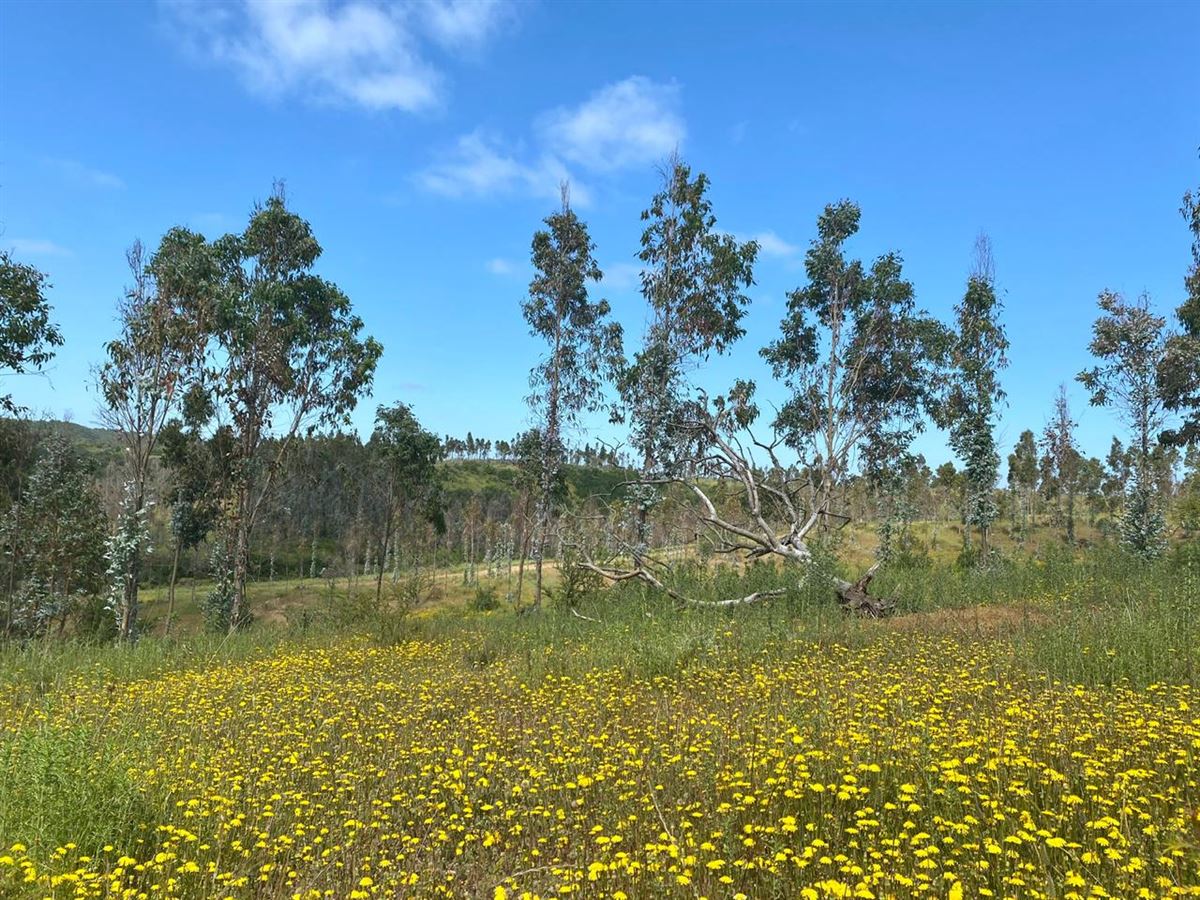 Venta Parcela Santo Domingo - Valparaíso