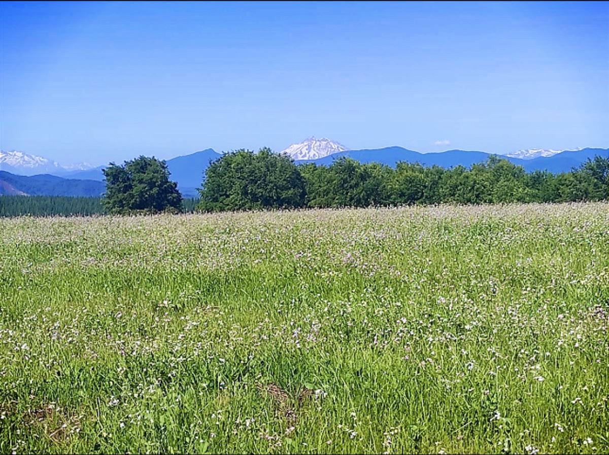 Venta Parcela Ñiquén - Ñuble