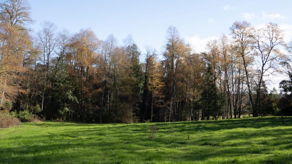 Venta Sitio Panguipulli - Los Ríos