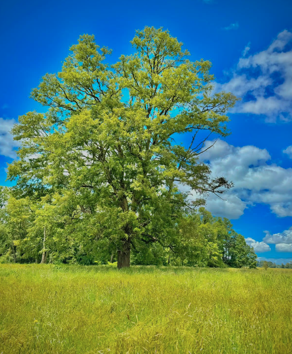 Venta Parcela Purranque - Los Lagos