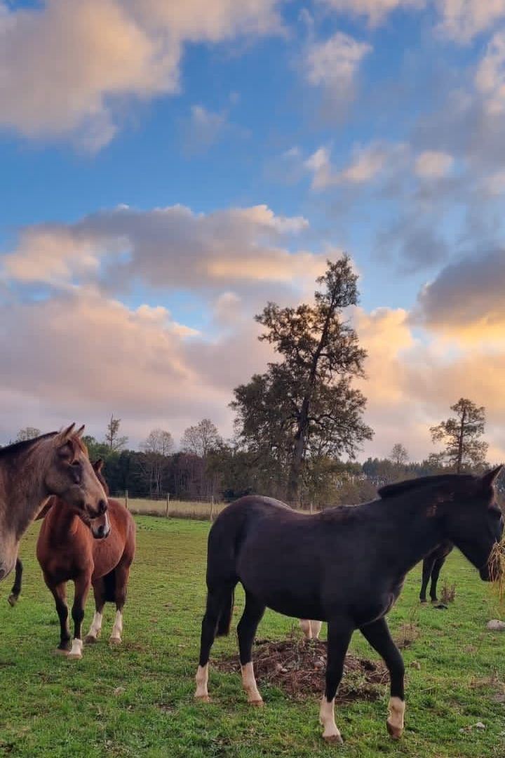 Venta Parcela Frutillar - Los Lagos