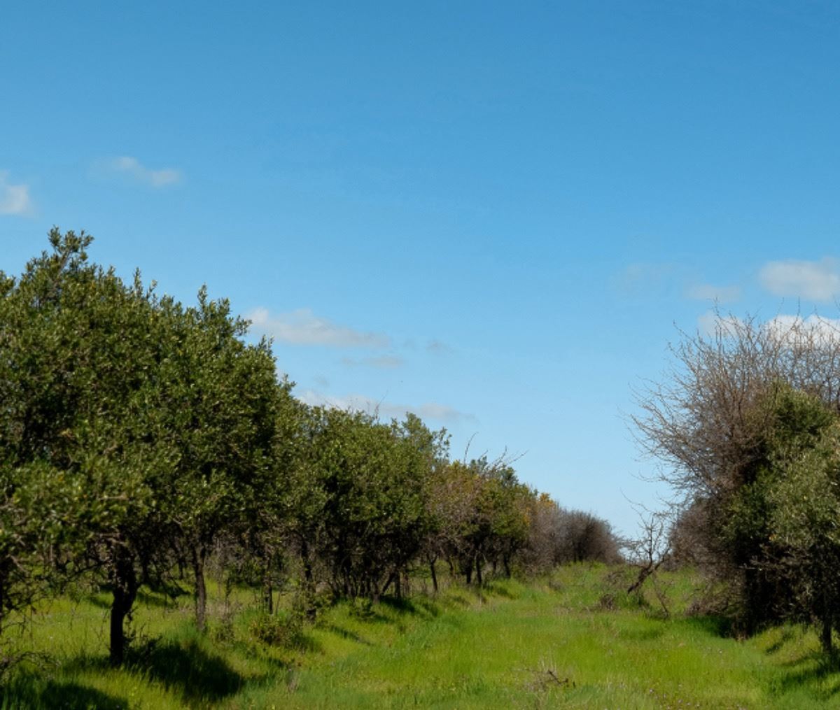 Venta Parcela Marchigüe - O'Higgins