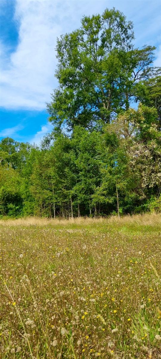 Venta Parcela Purranque - Los Lagos