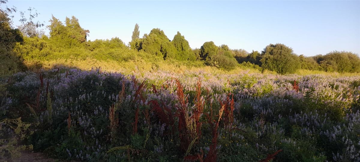 Venta Parcela Longaví - Maule
